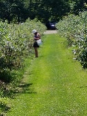 Mother picking her blueberries and jamming to her tunes!